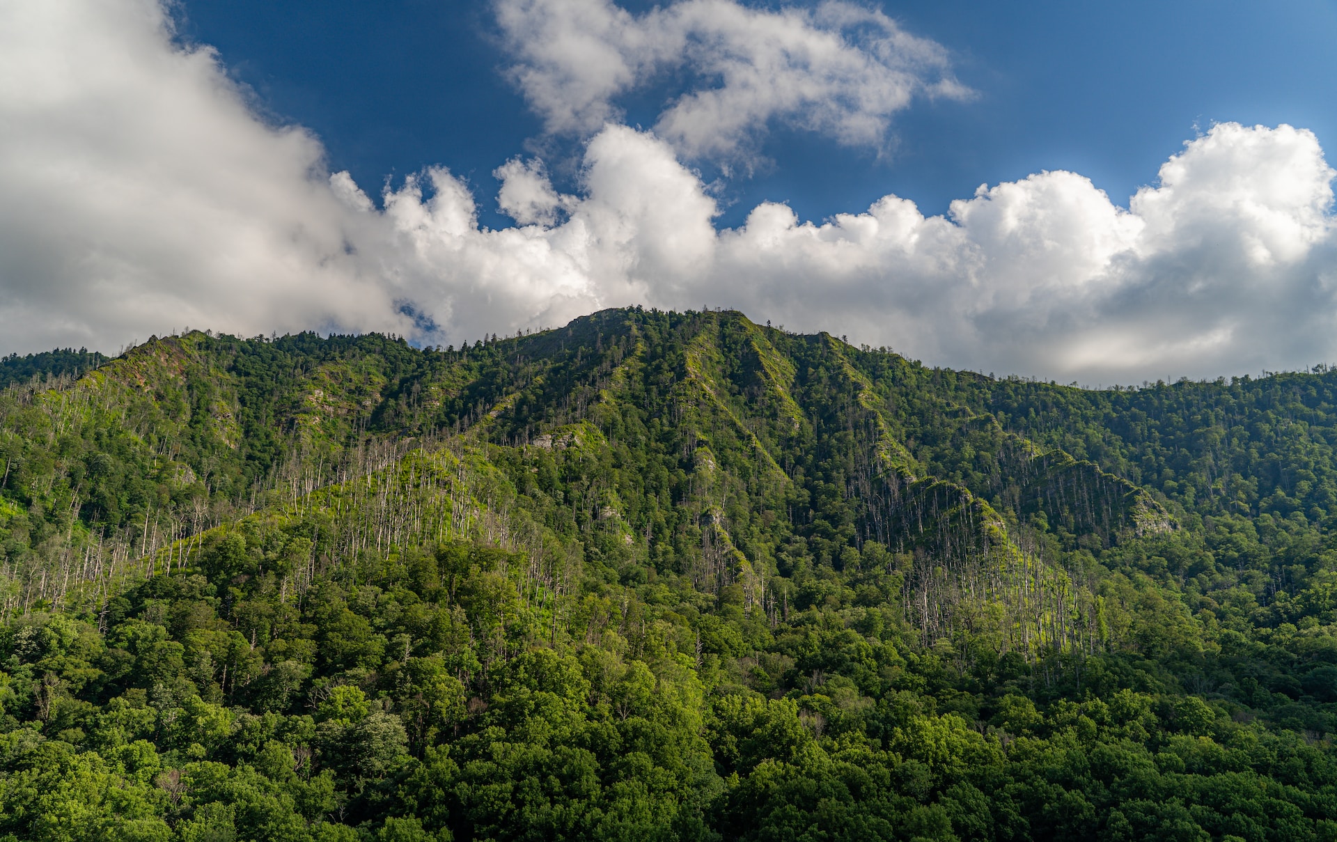 Image of Asheville & Blue Ridge Mountains: May 23-27, 2024
