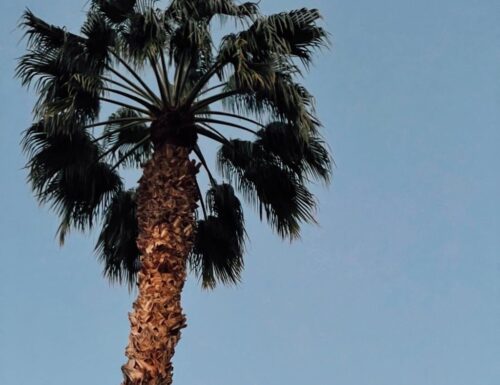 Palm tree in Palm Springs